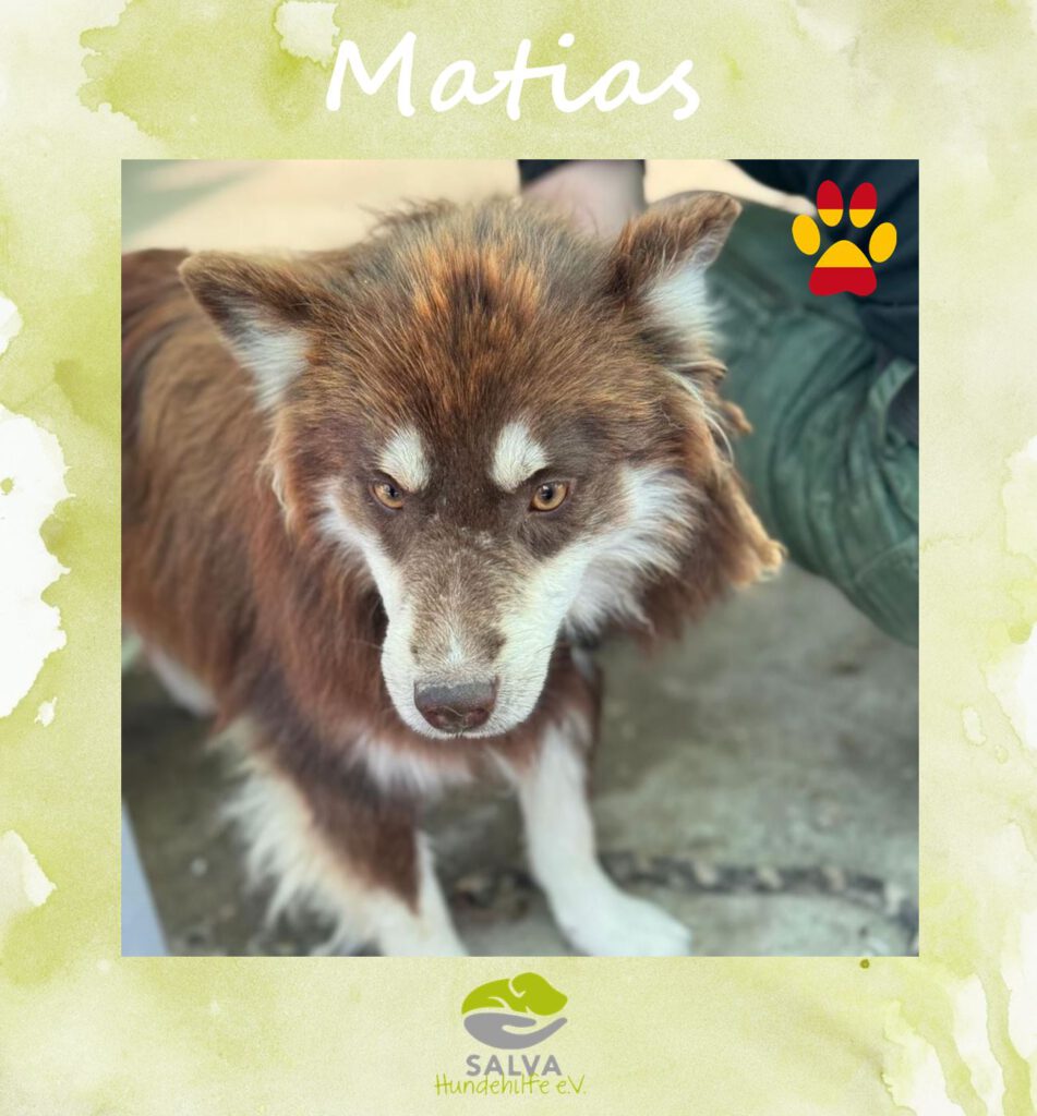 Angsthund Mathias - SALVA Motto im Oktober: Die unsichtbaren Hunde