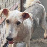 Fox Terrier Max, 04/2017, ca. 40 cm