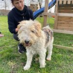 Fox Terrier Max, 04/2017, ca. 40 cm