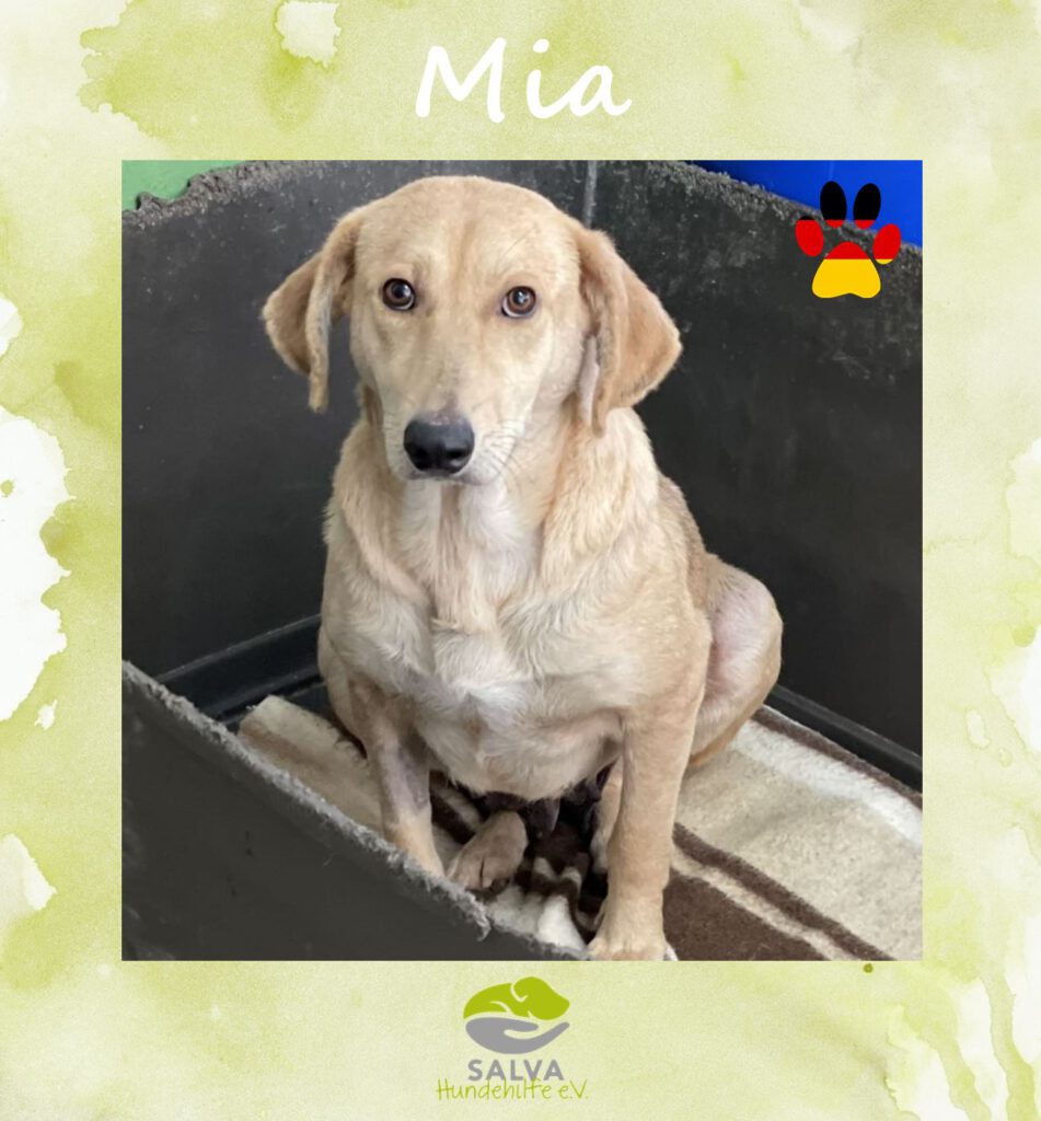 Angsthund Mia - SALVA Motto im Oktober: Die unsichtbaren Hunde