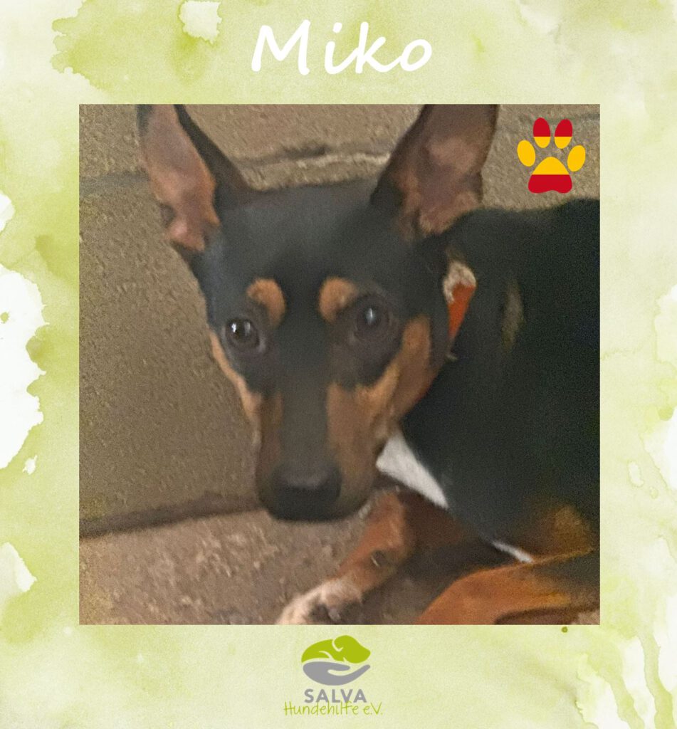Angsthund Miko - SALVA Motto im Oktober: Die unsichtbaren Hunde