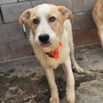 Mischling Robin, 04/2025, Endgröße ca. 65 cm