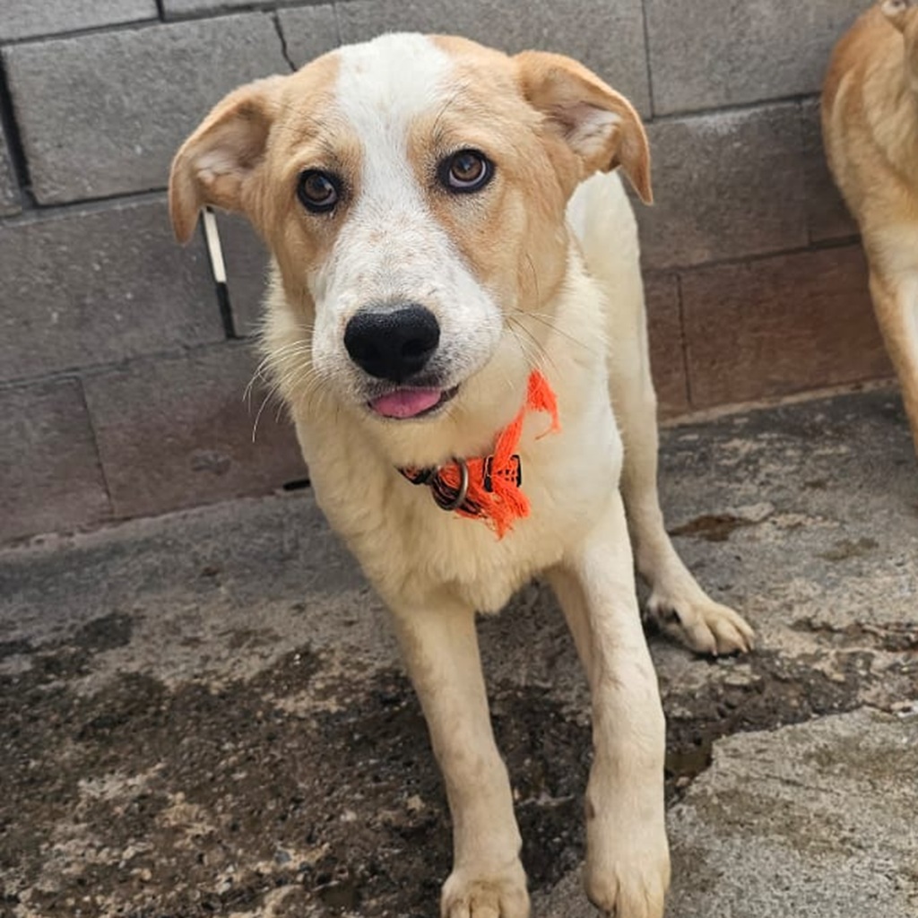 Mischling Robin, 04/2025, Endgröße ca. 65 cm