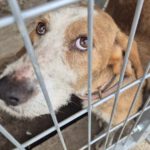 Mischling Sötje, 10/2022, ca. 50 cm