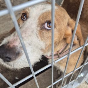 Mischling Sötje, 10/2022, ca. 50 cm