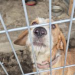 Mischling Sötje, 10/2022, ca. 50 cm