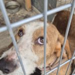 Mischling Sötje, 10/2022, ca. 50 cm