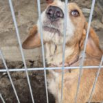 Mischling Sötje, 10/2022, ca. 50 cm