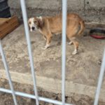 Mischling Sötje, 10/2022, ca. 50 cm