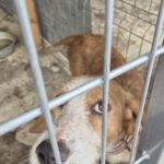 Mischling Sötje, 10/2022, ca. 50 cm