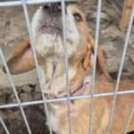 Mischling Sötje, 10/2022, ca. 50 cm