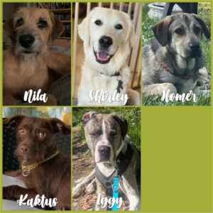 Spendenaufruf SALVA Medizintopf