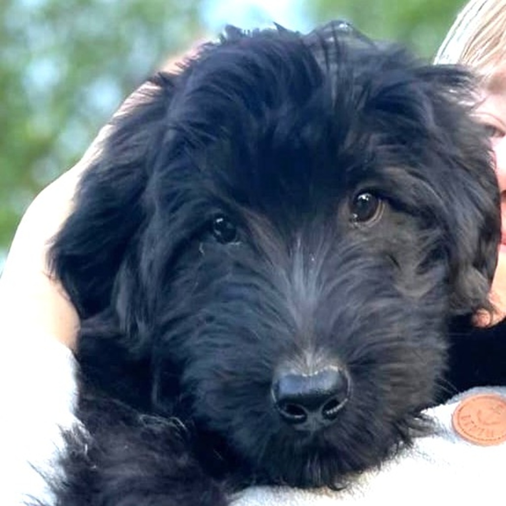 Schafpudel Urmel, 03/2025, Endgröße ca. 58cm