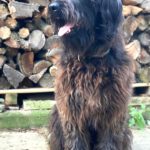 Schafpudel Urmel, 03/2025, Endgröße ca. 58cm