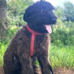 Schafpudel Urmel, 03/2025, Endgröße ca. 58cm