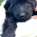 Schafpudel Urmel, 03/2025, Endgröße ca. 58cm