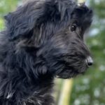 Schafpudel Urmel, 03/2025, Endgröße ca. 58cm