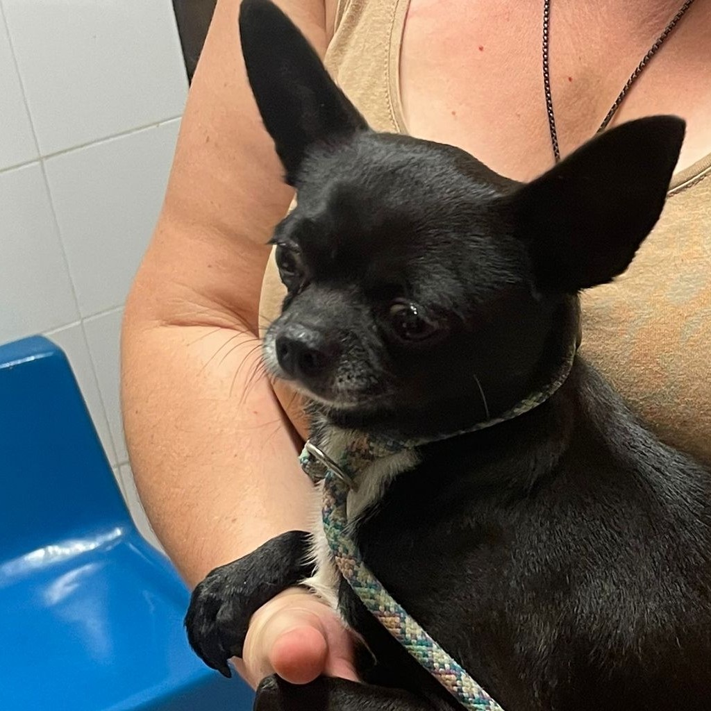 Chihuahua Yunior, 04/2024, 25 cm