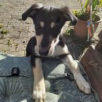 Mischling Adhara, 06/2025, Endgröße ca. 45 cm, 78661 Dietingen