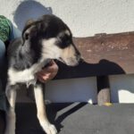 Mischling Adhara, 06/2025, Endgröße ca. 45 cm, 78661 Dietingen