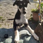 Mischling Adhara, 06/2025, Endgröße ca. 45 cm, 78661 Dietingen