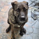 Bardino Mischling Aisha, 03/2021, ca. 60 cm, 59192 Bergkamen