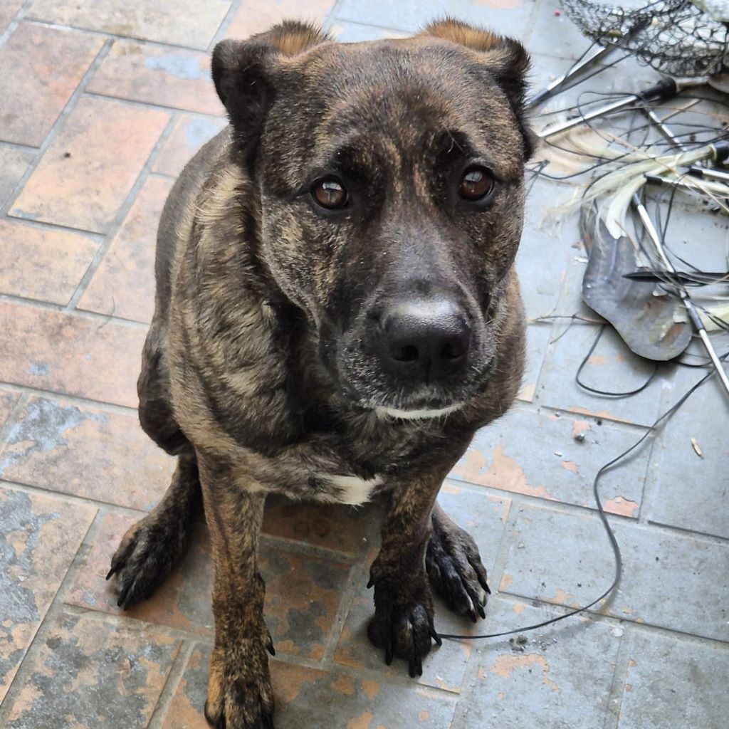 Bardino Mischling Aisha, 03/2021, ca. 60 cm, 59192 Bergkamen