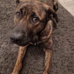 Bardino Mischling Aisha, 03/2021, ca. 60 cm, 59192 Bergkamen