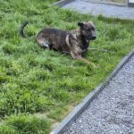 Bardino Mischling Aisha, 03/2021, ca. 60 cm, 59192 Bergkamen