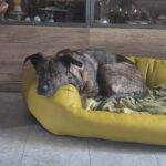 Bardino Mischling Aisha, 03/2021, ca. 60 cm, 59192 Bergkamen