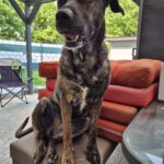 Bardino Mischling Aisha, 03/2021, ca. 60 cm, 59192 Bergkamen