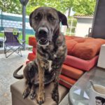 Bardino Mischling Aisha, 03/2021, ca. 60 cm, 59192 Bergkamen