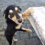 Mischling Aishiteru, 06/2025, Endgröße ca. 45 cm,78661 Dietingen