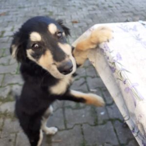 Mischling Aishiteru, 06/2025, Endgröße ca. 45 cm,78661 Dietingen