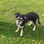 Mischling Aishiteru, 06/2025, Endgröße ca. 45 cm,78661 Dietingen