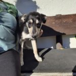 Mischling Aishiteru, 06/2025, Endgröße ca. 45 cm,78661 Dietingen