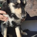 Mischling Aishiteru, 06/2025, Endgröße ca. 45 cm,78661 Dietingen