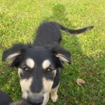 Mischling Aishiteru, 06/2025, Endgröße ca. 45 cm,78661 Dietingen