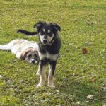 Mischling Aishiteru, 06/2025, Endgröße ca. 45 cm,78661 Dietingen