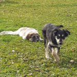 Mischling Aishiteru, 06/2025, Endgröße ca. 45 cm,78661 Dietingen