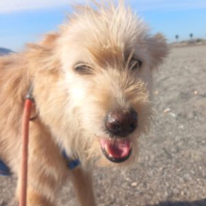 Mischling Al, 04/2021, ca. 60 cm