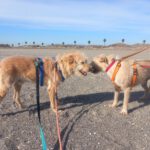 Mischling Al, 04/2021, ca. 60 cm