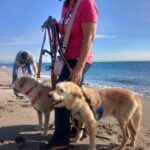 Mischling Al, 04/2021, ca. 60 cm