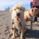 Mischling Al, 04/2021, ca. 60 cm