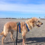 Mischling Al, 04/2021, ca. 60 cm