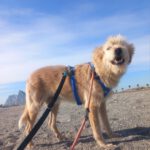 Mischling Al, 04/2021, ca. 60 cm