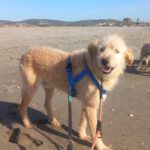 Mischling Al, 04/2021, ca. 60 cm