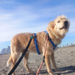 Mischling Al, 04/2021, ca. 60 cm