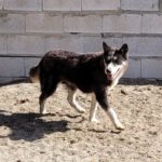 Sibirian Husky Alaska, 04/2022, ca. 55 cm