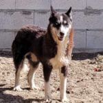 Sibirian Husky Alaska, 04/2022, ca. 55 cm